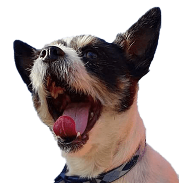 Black and white French bulldog yawning