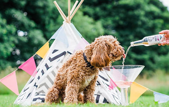 A dog being poured a drink outside its dog tipi
