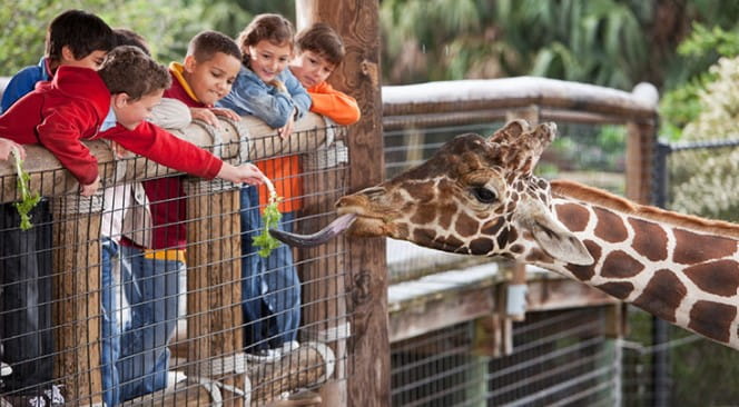 Image giraffe