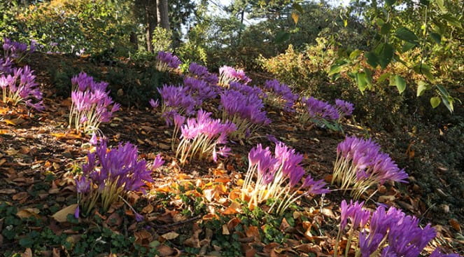 Image flowers