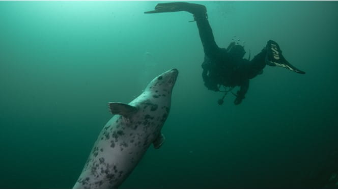 Image scuba