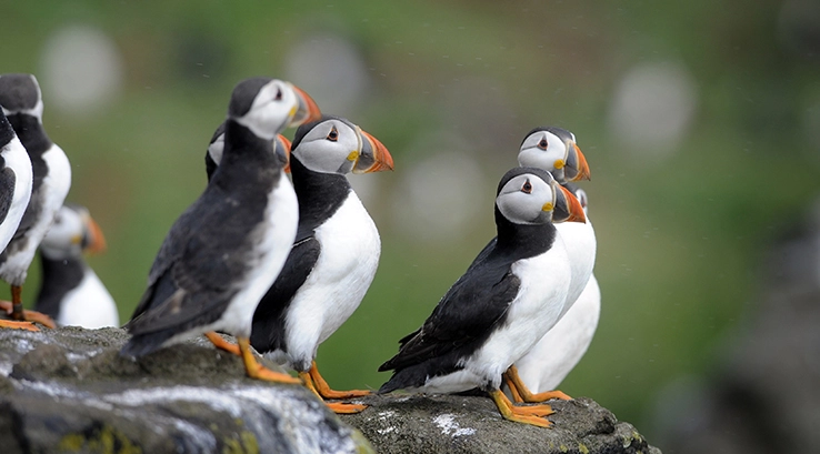 Scottish Seabird Centre
