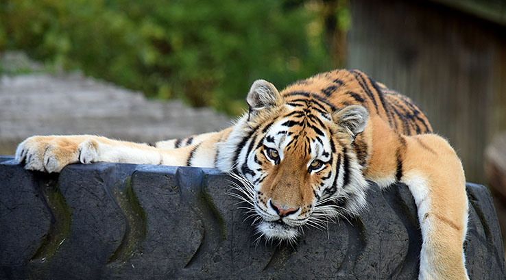 Tiger resting on a tyre