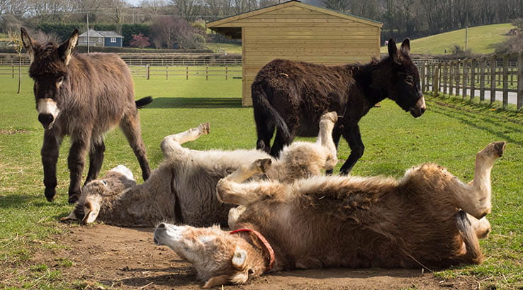 Donkeys rolling over