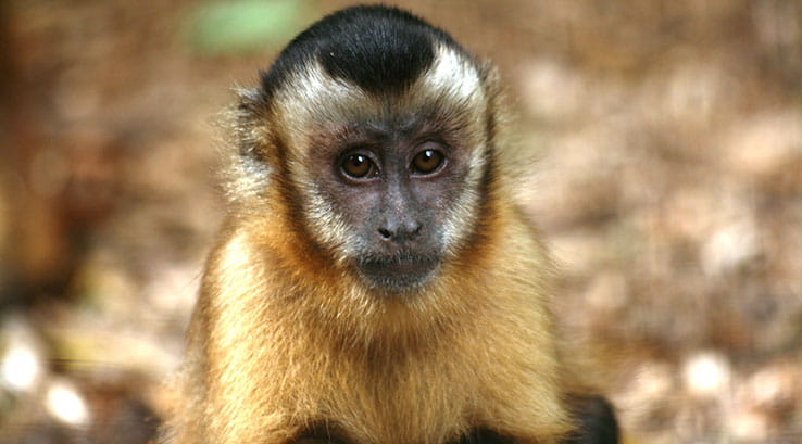 Monkey looking straight ahead