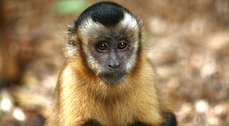 Monkey looking straight ahead