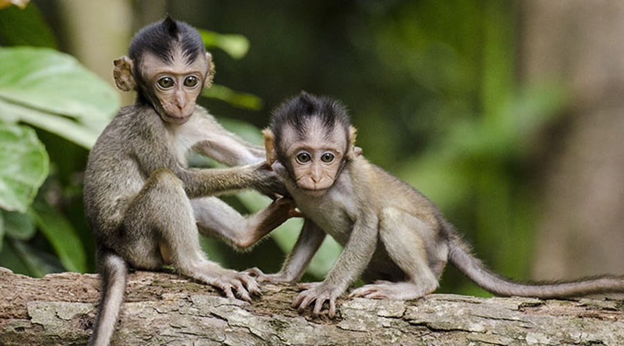 Two monkeys on a tree branch
