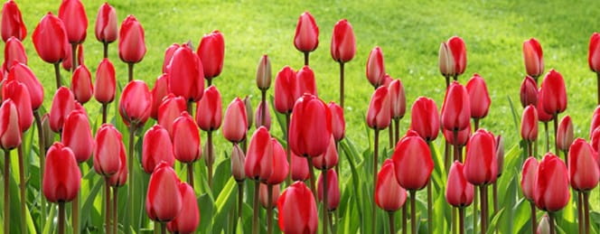 Image flowers