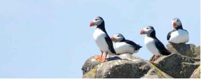 Image birds