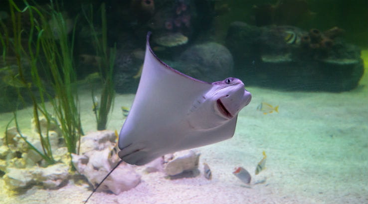 Sea Life Loch Lomond