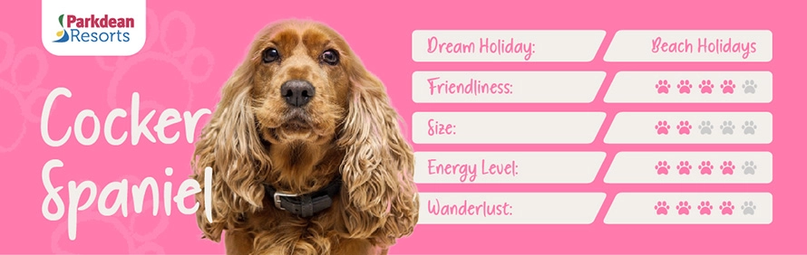 Cocker Spaniel