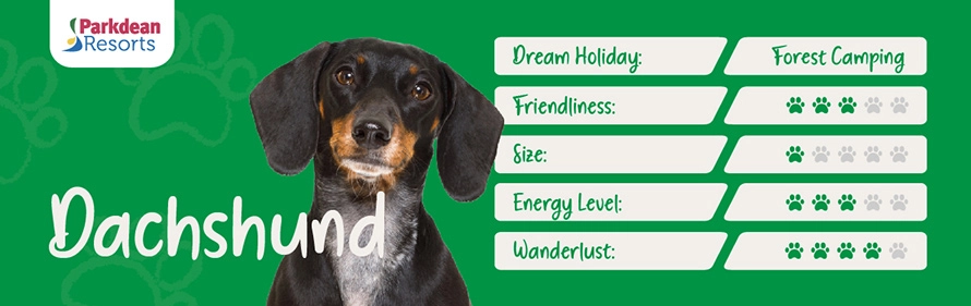 Dachshund