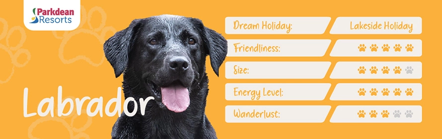 Labrador