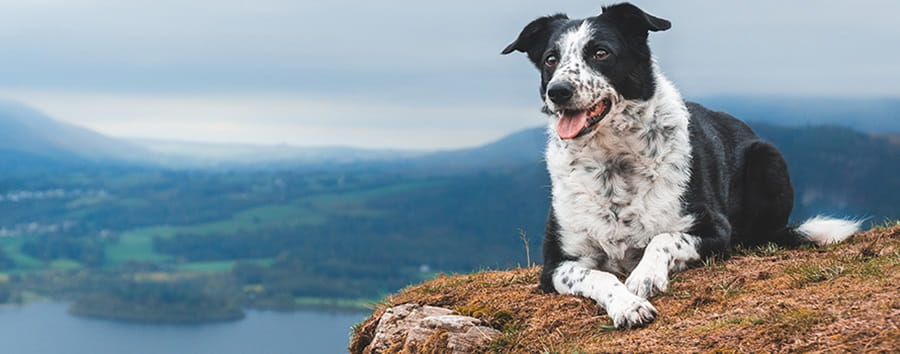 Dog on cliff top