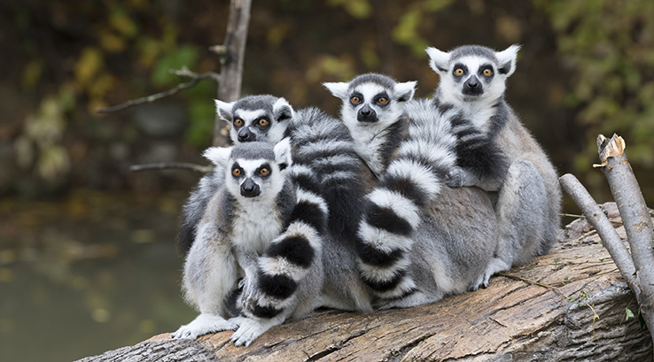 A group of lemurs