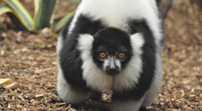 Image  Lemur