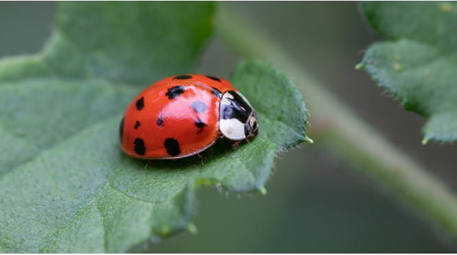 Image ladybird