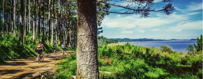 Image forest