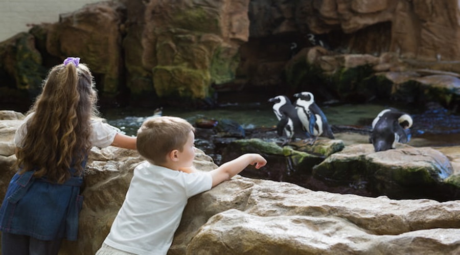 Children at Zoo