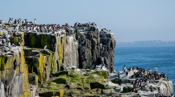 Farne Islands