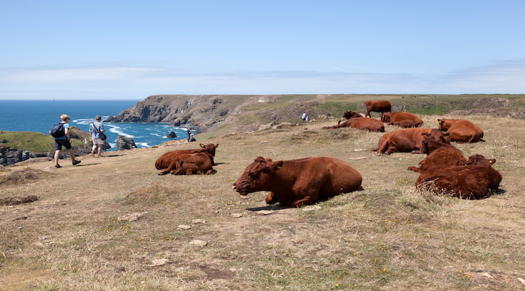 Kynance Cove