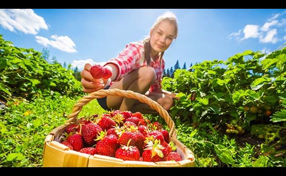 Putting Strawberries into a basket