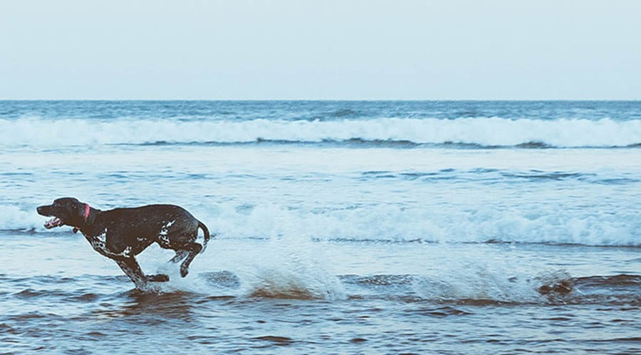 Dog running through shallows of sea