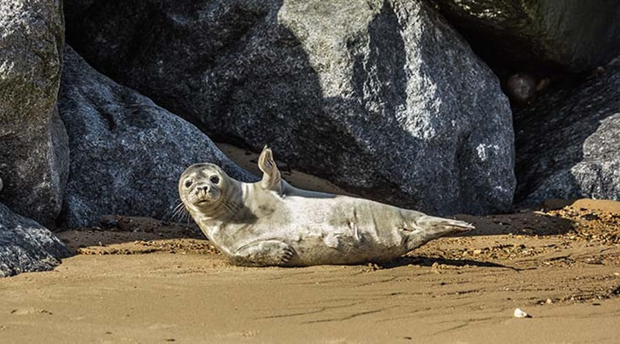 Seal waving