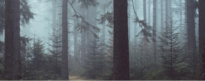 Image tree