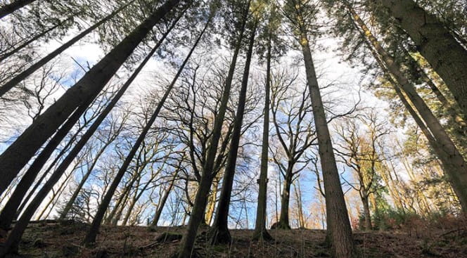 Image trees
