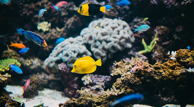 Colourful Fish and coral