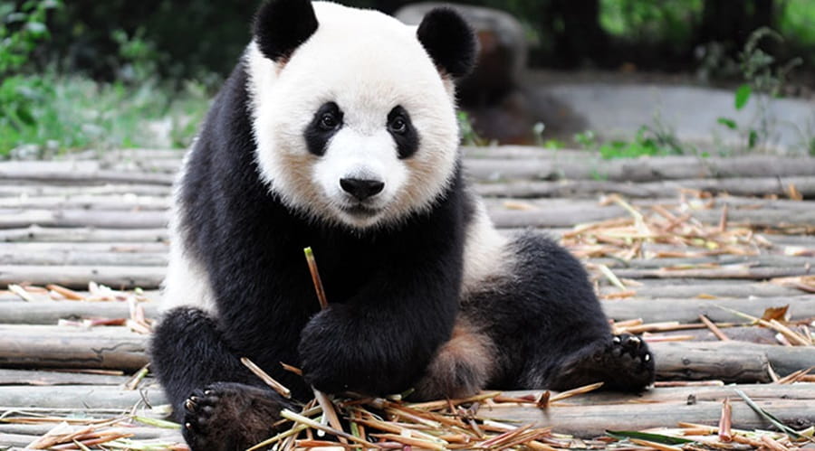 Giant Panda