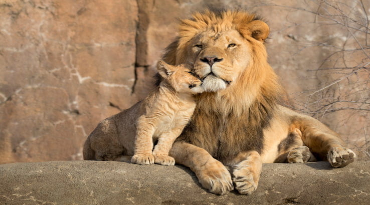 Lion and cub nuzzling
