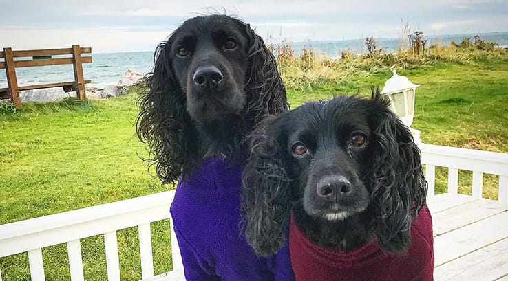 Two Black Cocker Spaniels