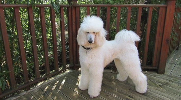 Kiki the dog