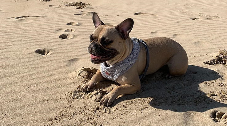 Peggy the dog