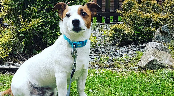 Peter the dog