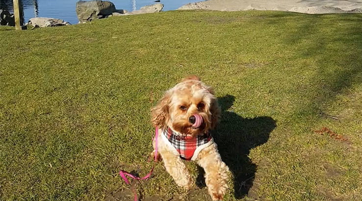 Poppi the dog