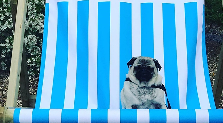 Squishy the Pug