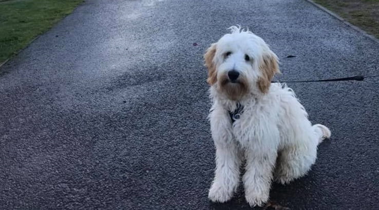 Tommy the dog