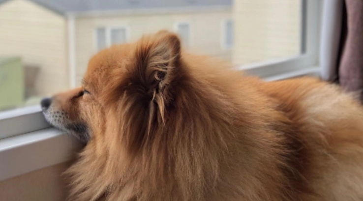 Wickie the pom