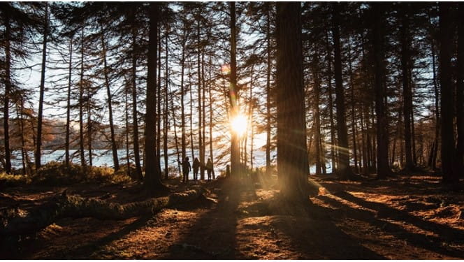 Image trees