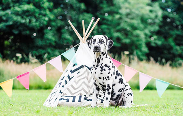 A Dalmatian dog sitting outside their glamping tent