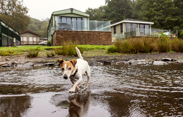 A dog walking on the lake shore at White Cross Bay Holiday Park in the Lake District