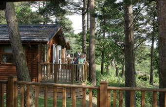 A row of wooden holiday lodges nestled amongst the woodland