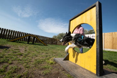 dog jumping through hoop