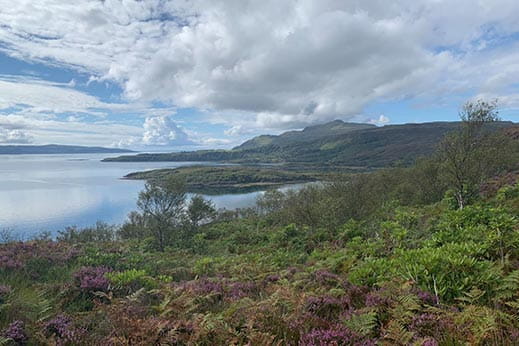 Scottish Rainforest