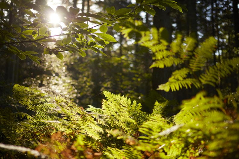 Forest in the sunlight