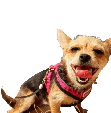 Small dog