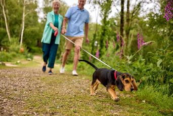 A couple walking a puppy through a woodland trail